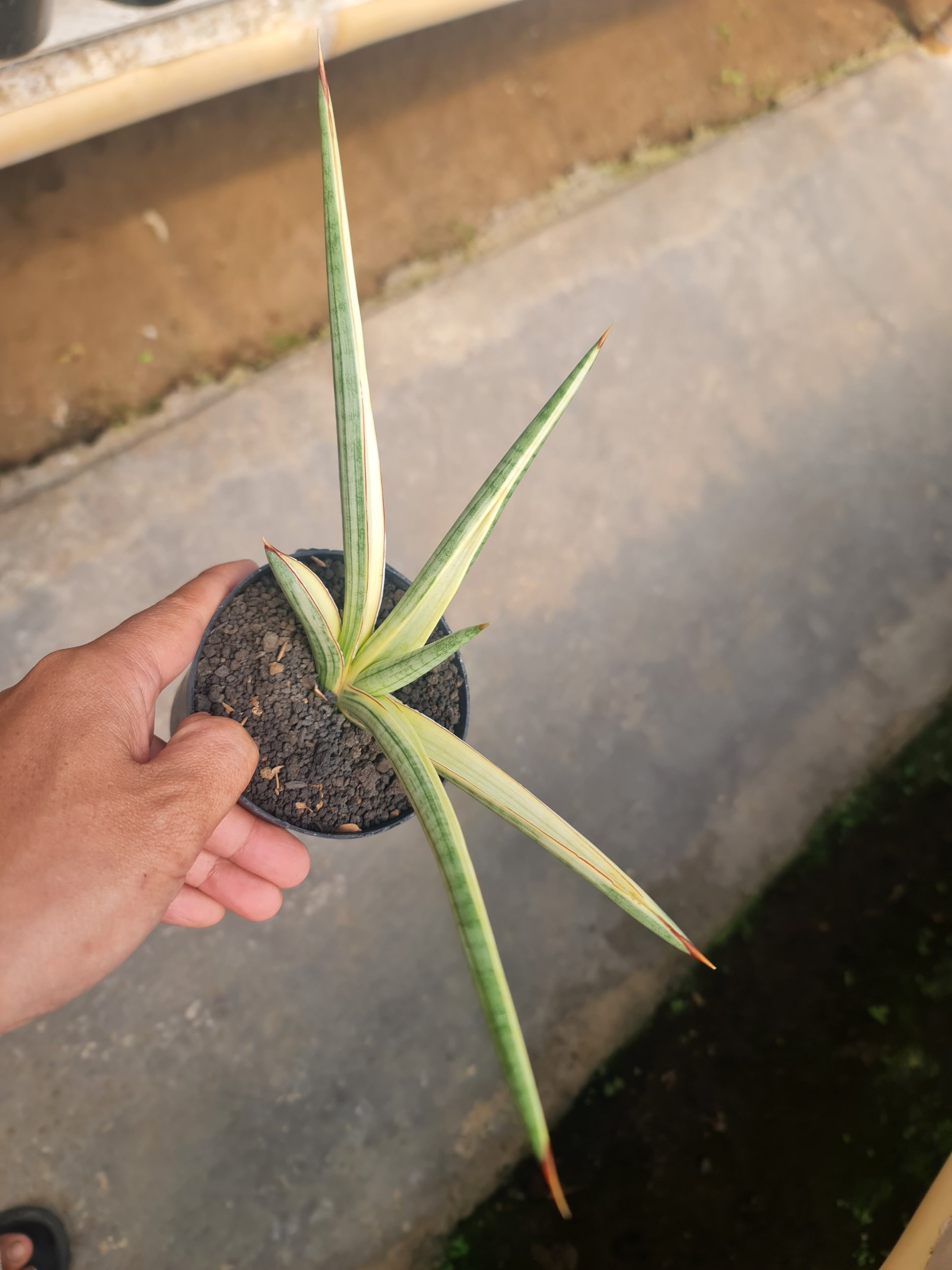 Sansevieria Royal Crown White Medium Size, real gallery image #1 plants.