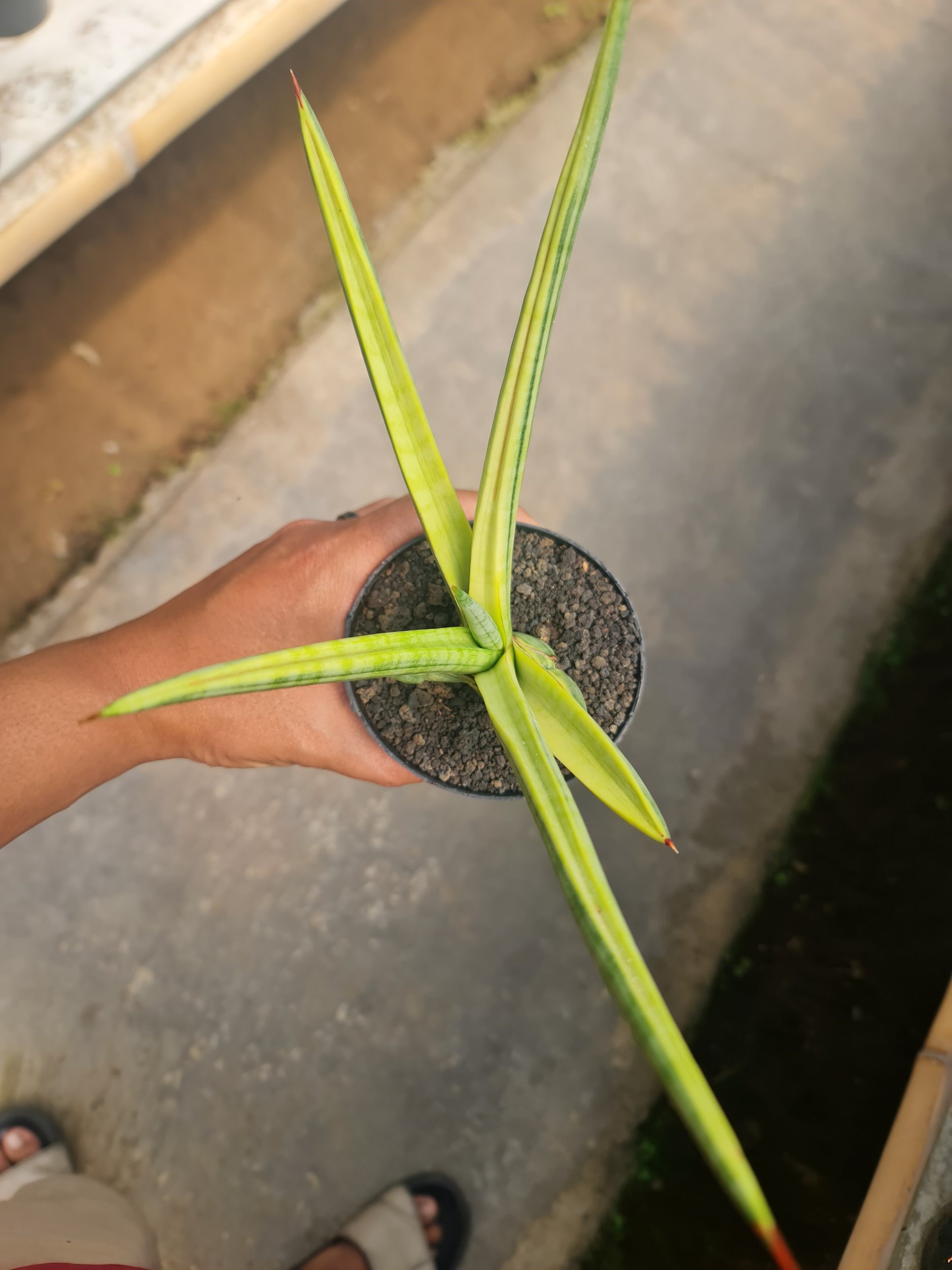 Sansevieria Royalcrown Yellow Medium Size, real gallery image #1 plants.