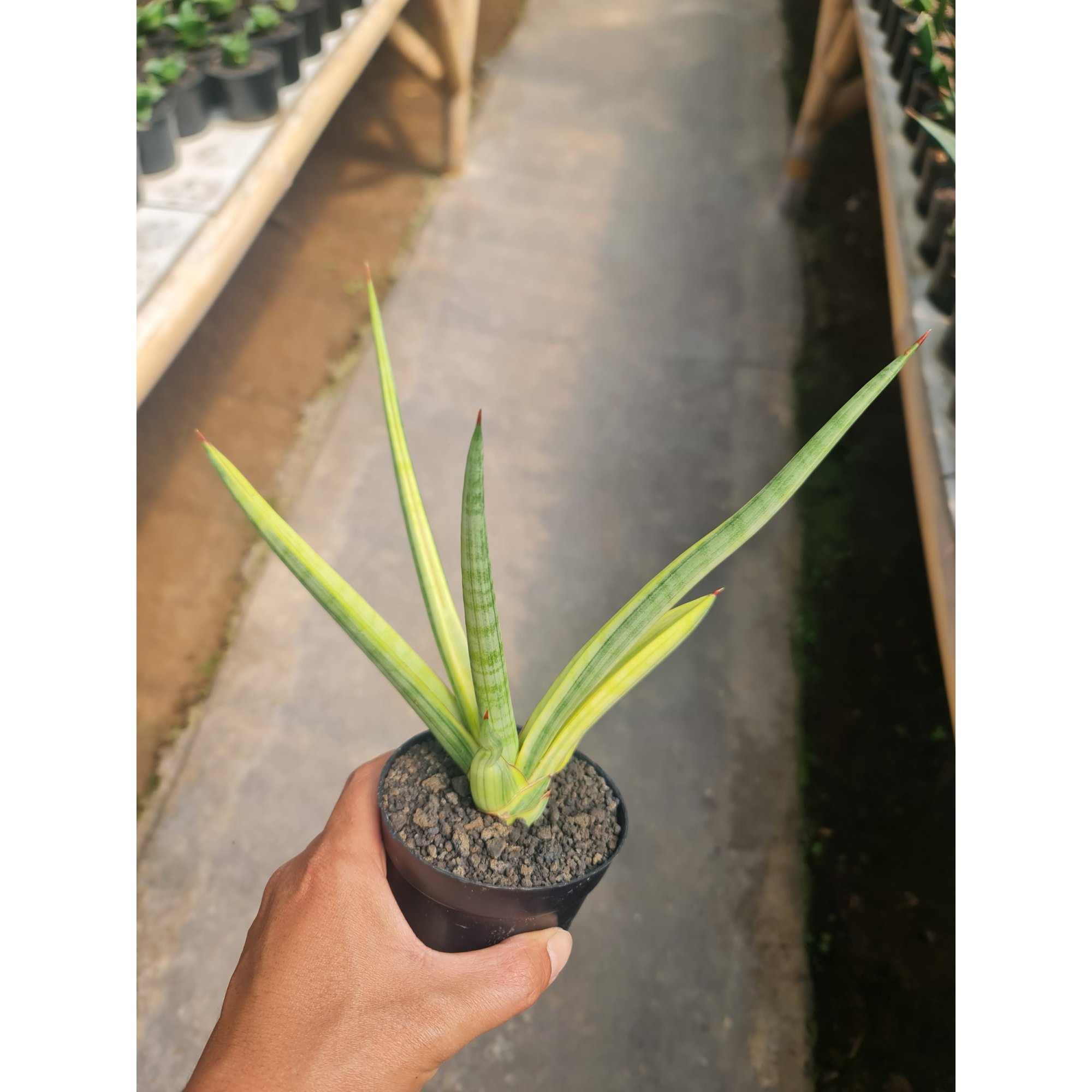 Sansevieria Royalcrown Yellow Medium Size, real feature image plant.