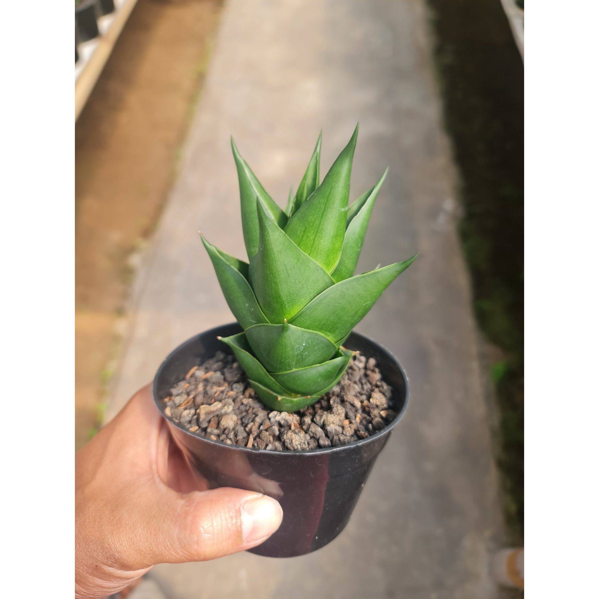 Sansevieria Tower Black Medium Size, real feature image plant.