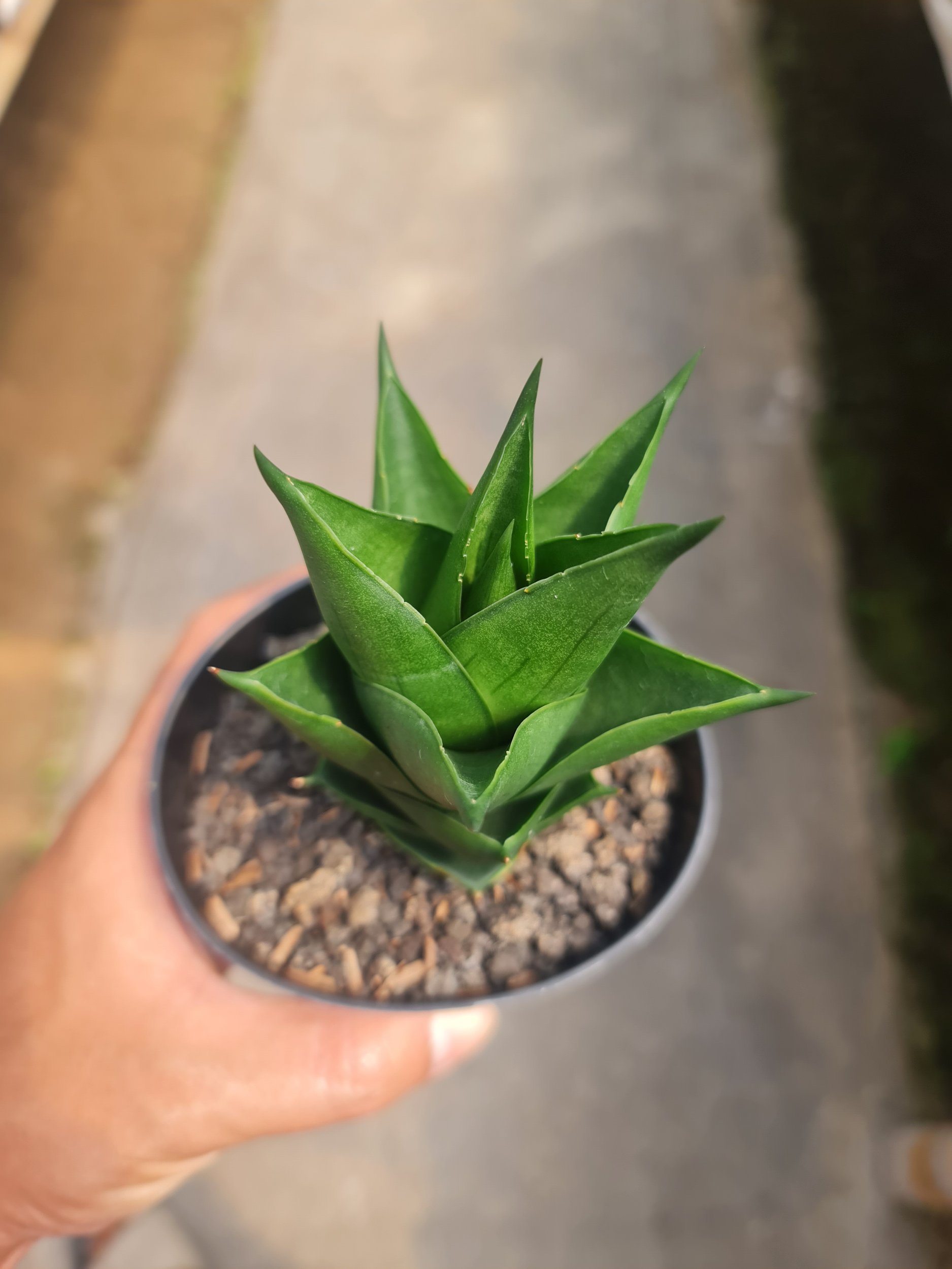 Sansevieria Tower Black Medium Size, real gallery image #1 plants.