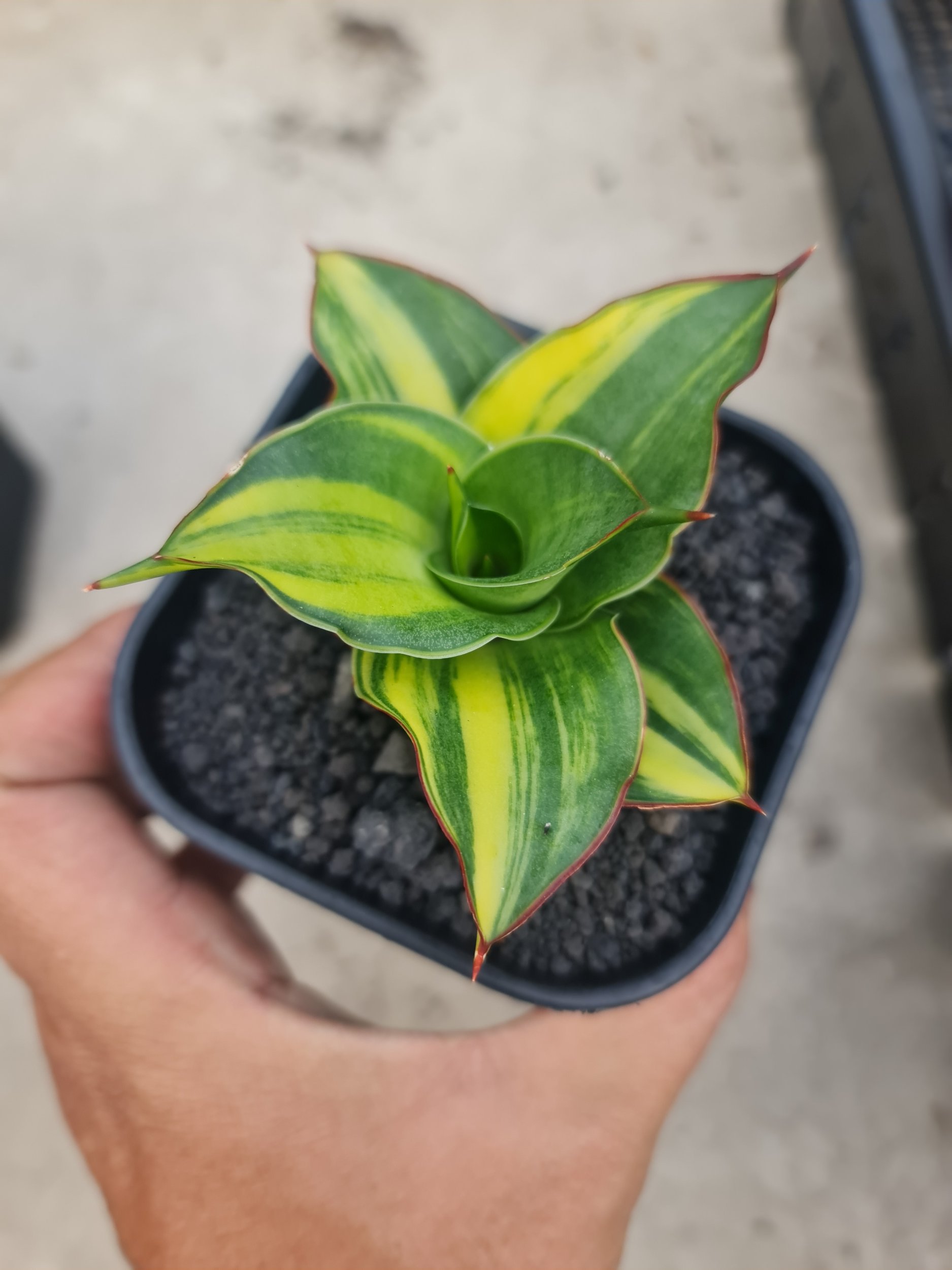 Sansevierja Ghea Variegated, real gallery image #1 plants.