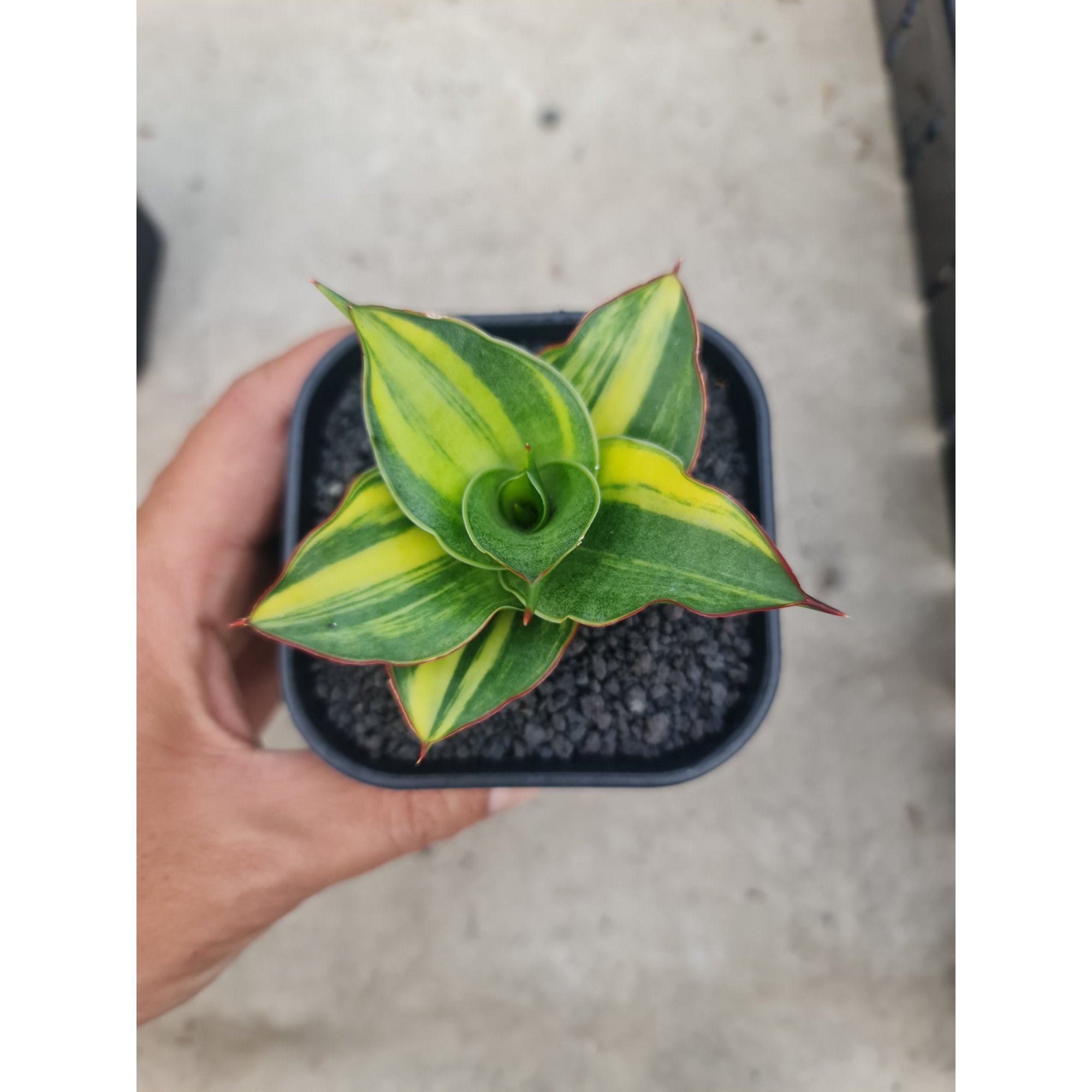 Sansevierja Ghea Variegated, real feature image plant.
