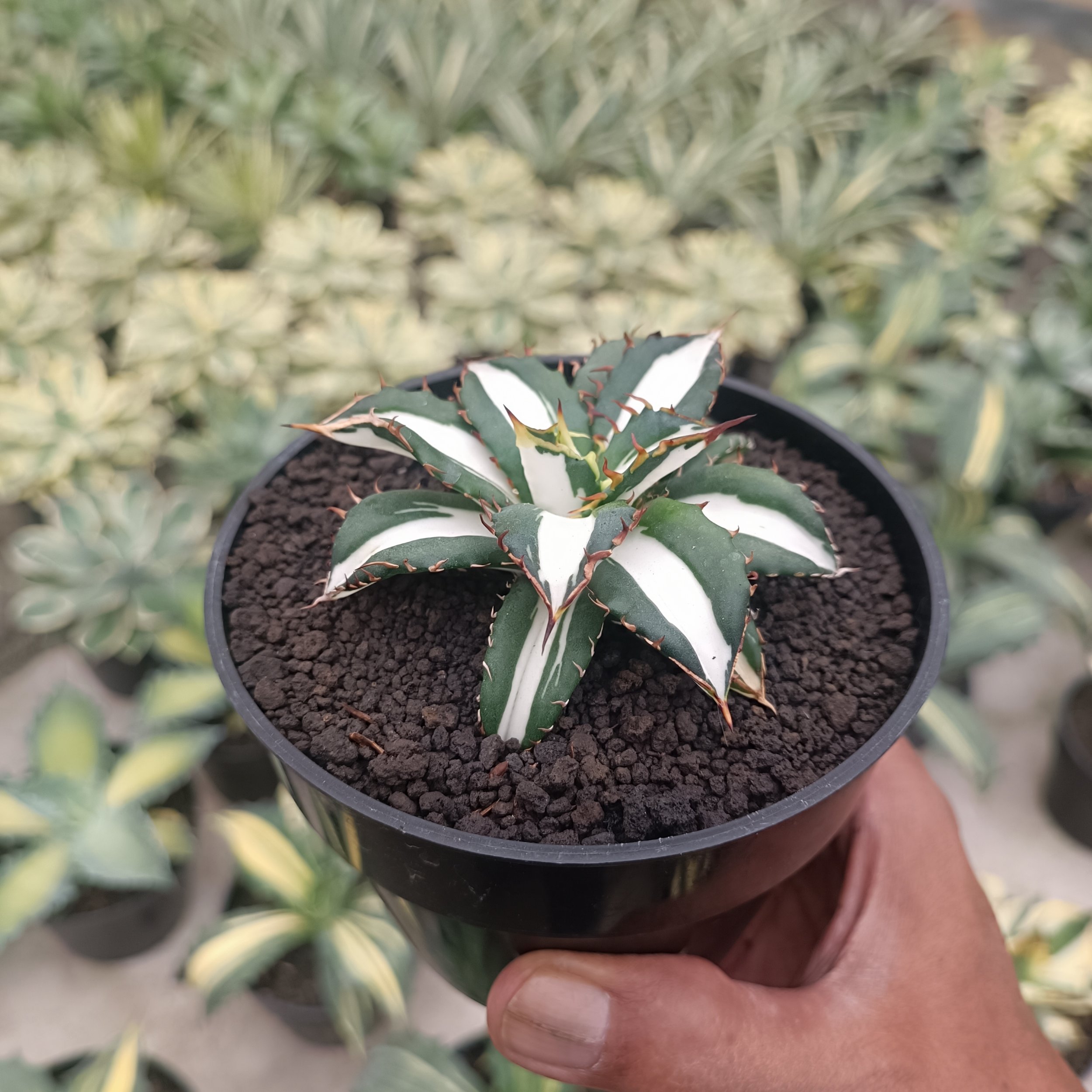 Agave Fo 076 White Varigated, real gallery image #1 plants.