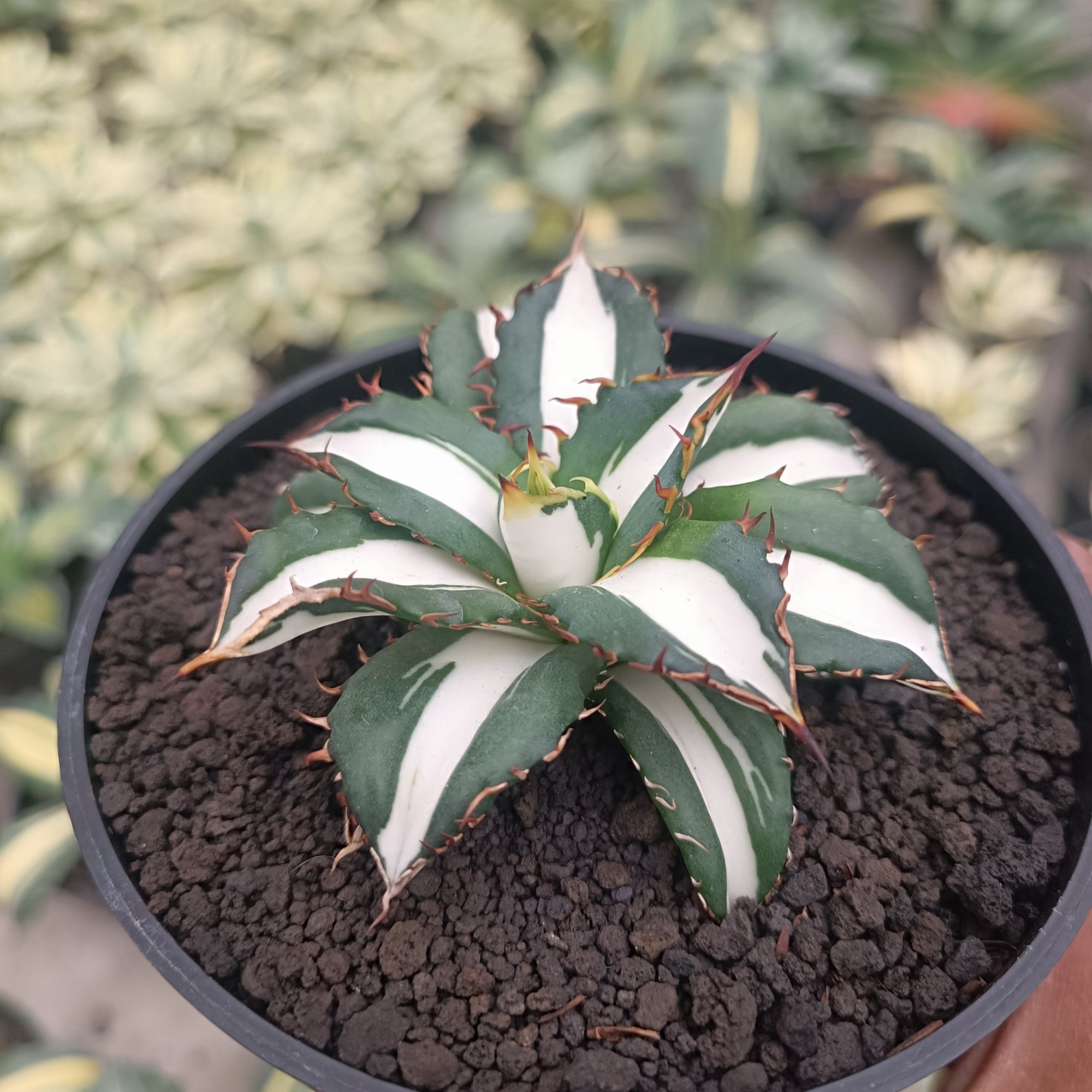 Agave Fo 076 White Varigated, real feature image plant.