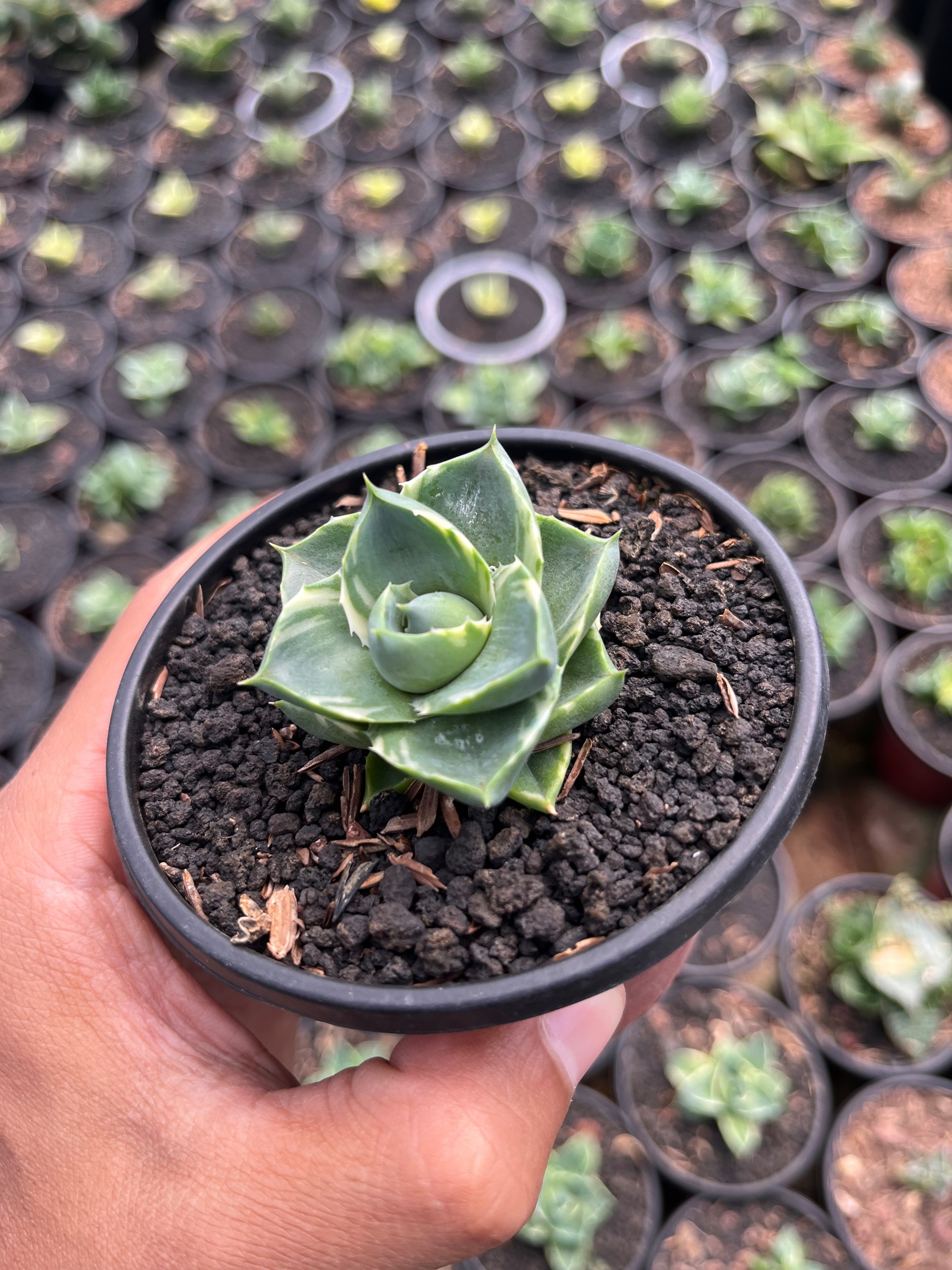 Agave Pixie Tinkerbell, real gallery image #1 plants.