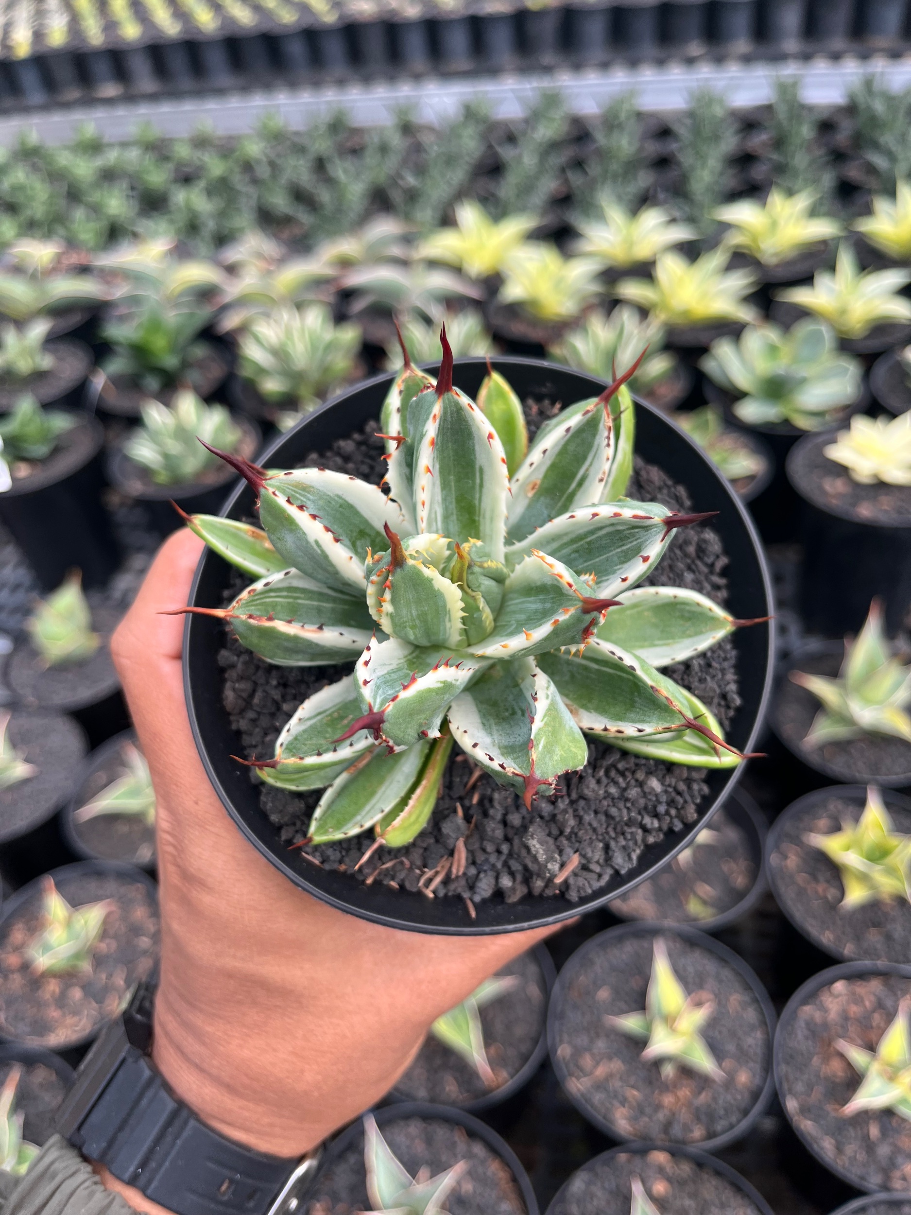 Agave Potatorum Cv. Cubic Variegated White Aurea, real gallery image #1 plants.