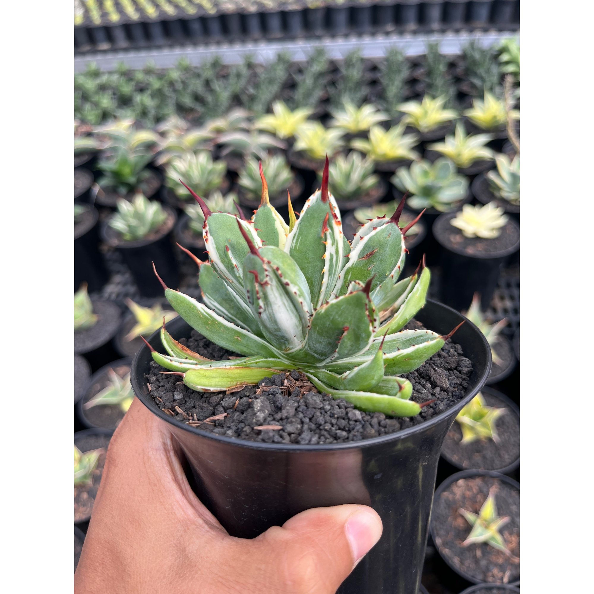 2514. Agave Potatorum Cv. Cubic Variegated White Aurea
