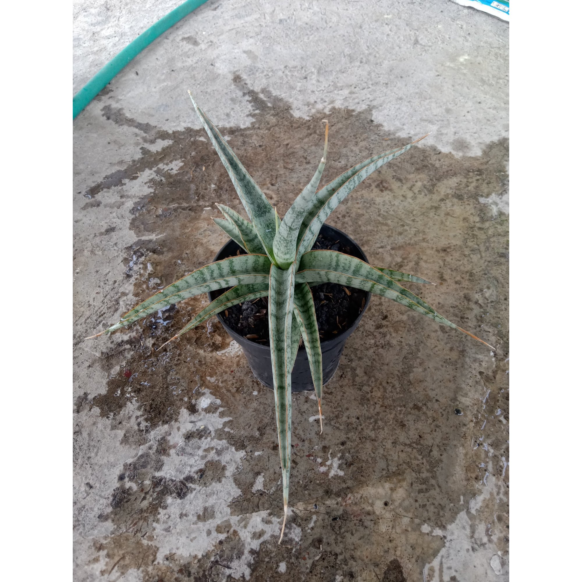 2511. Sanseveria Seint Seiya