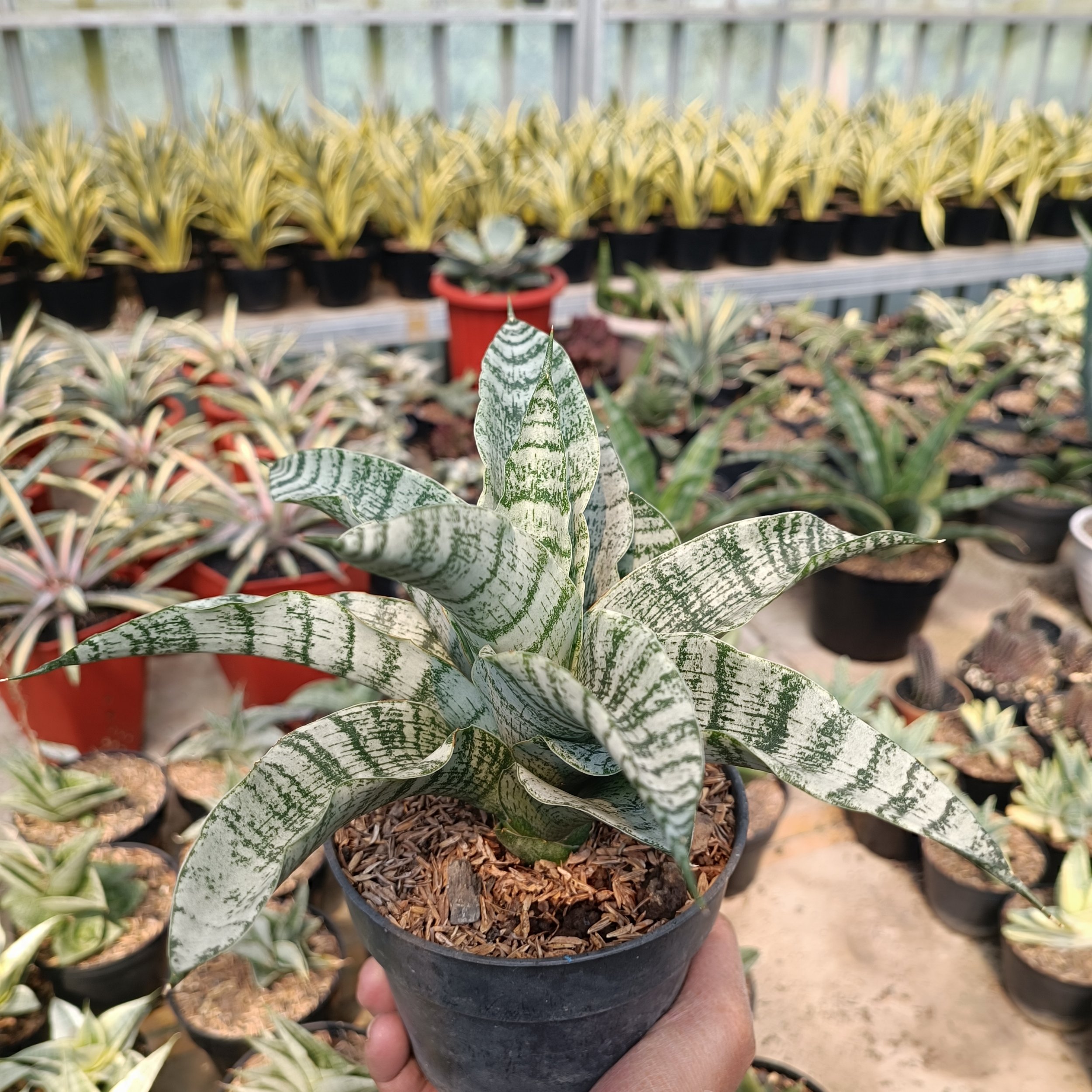 Sansevieria Asmiranda, real gallery image #1 plants.