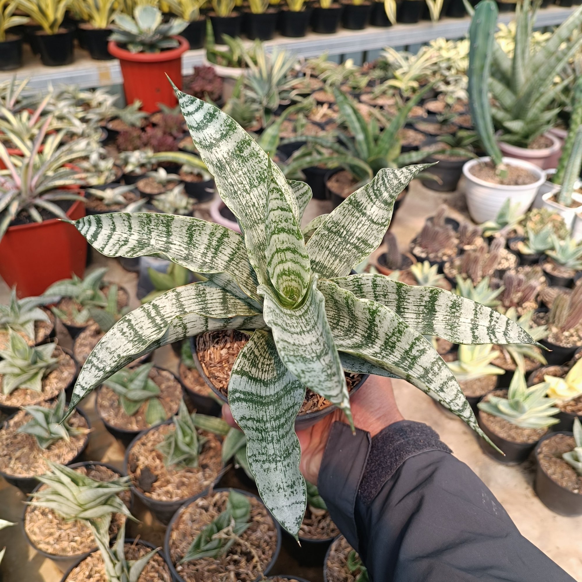Sansevieria Asmiranda, real feature image plant.