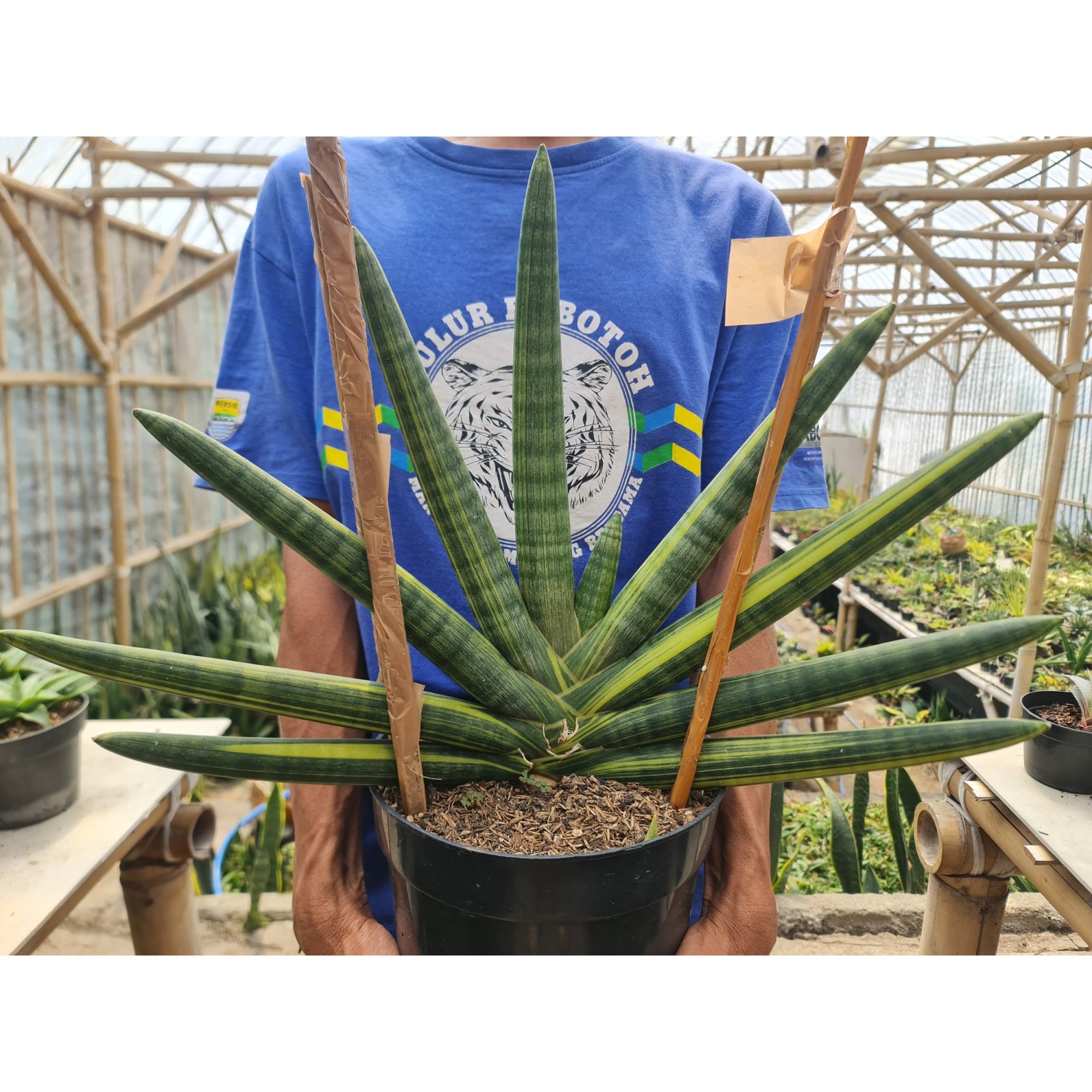 2520. Sansevieria Boncel Variegated Big Size