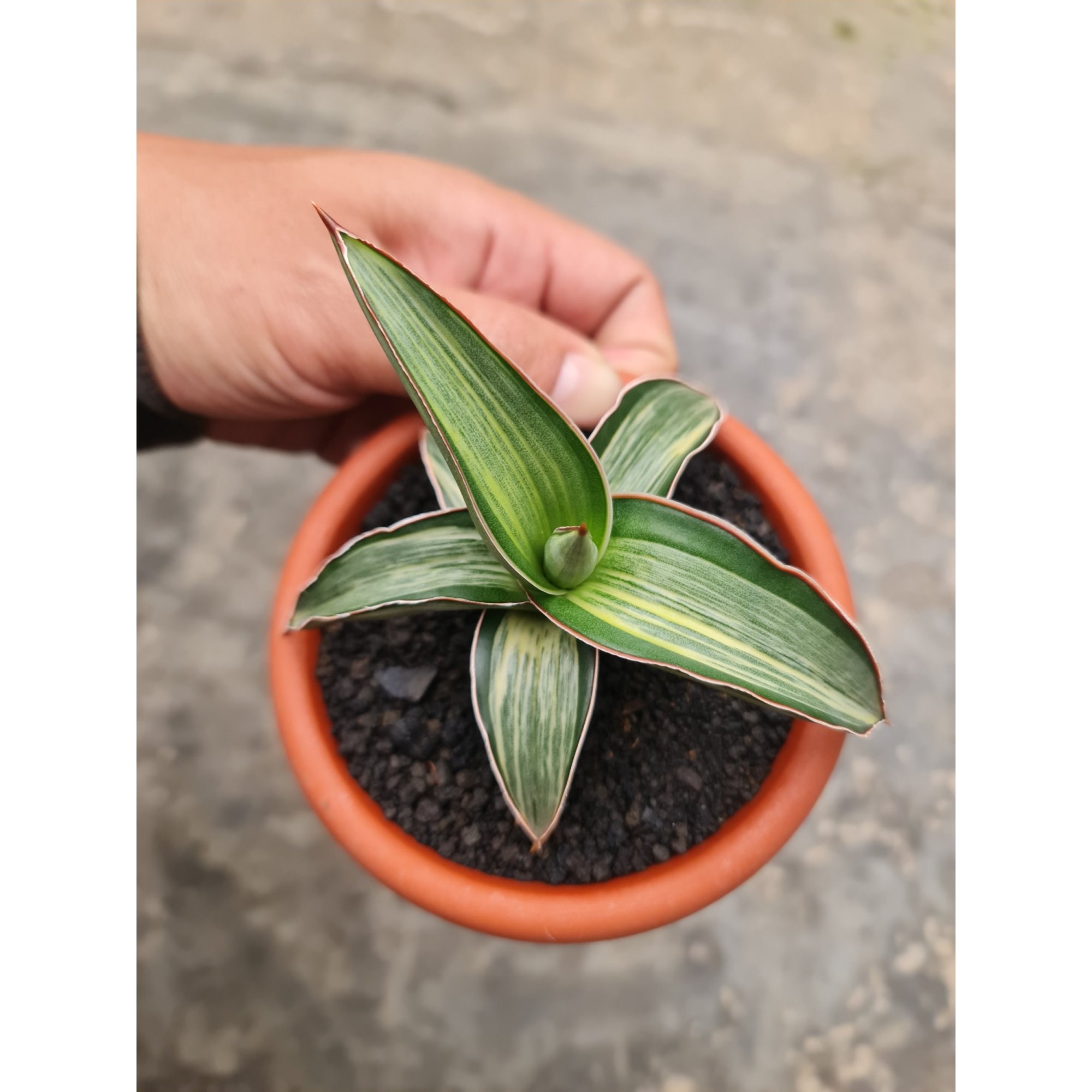 2523. Sansevieria Dgc Embos White Rosets