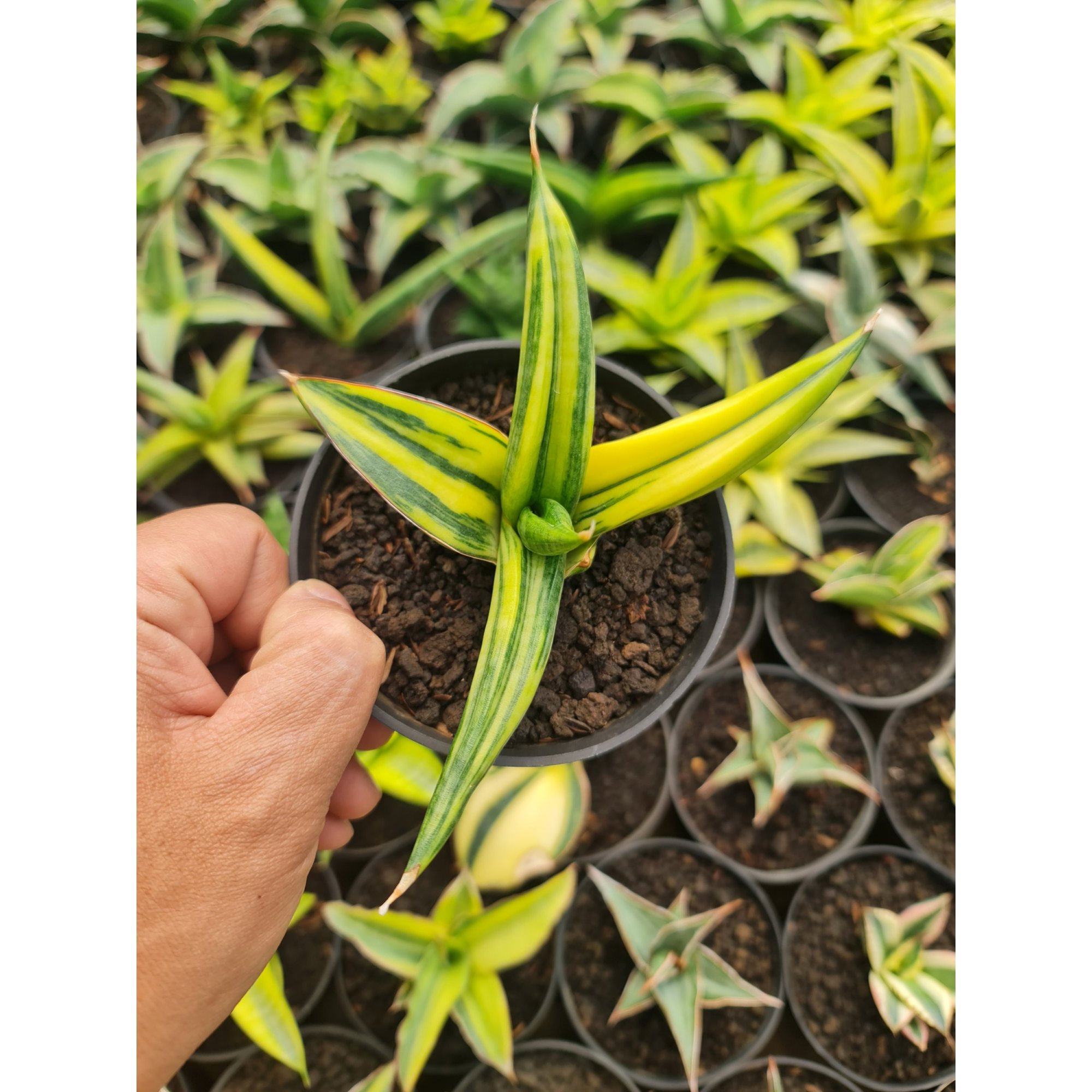 2518. Sansevieria Ed Eby Varigated Menor