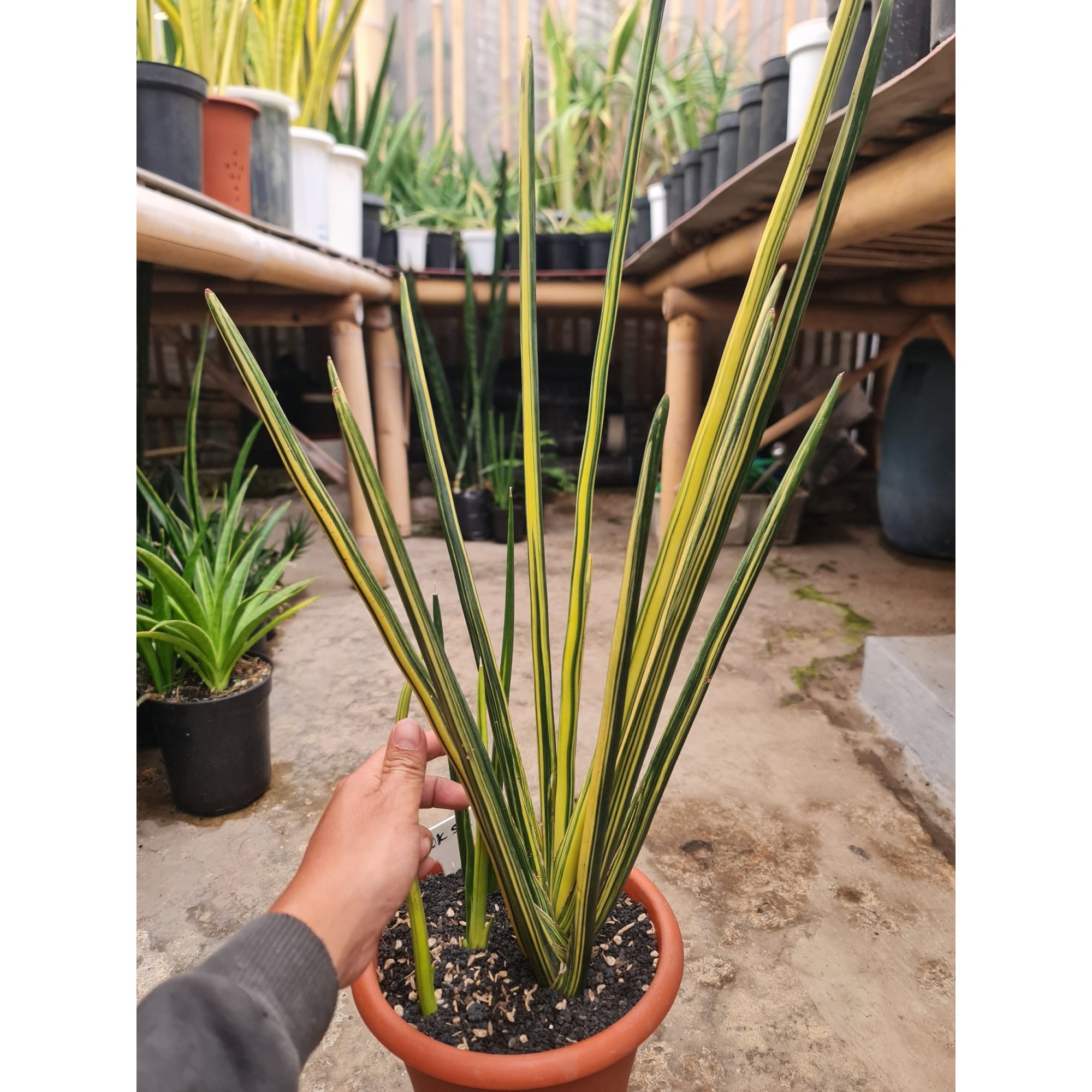 2525. Sansevieria Erythreae / Pensil Variegated Big Size 11 Leaf
