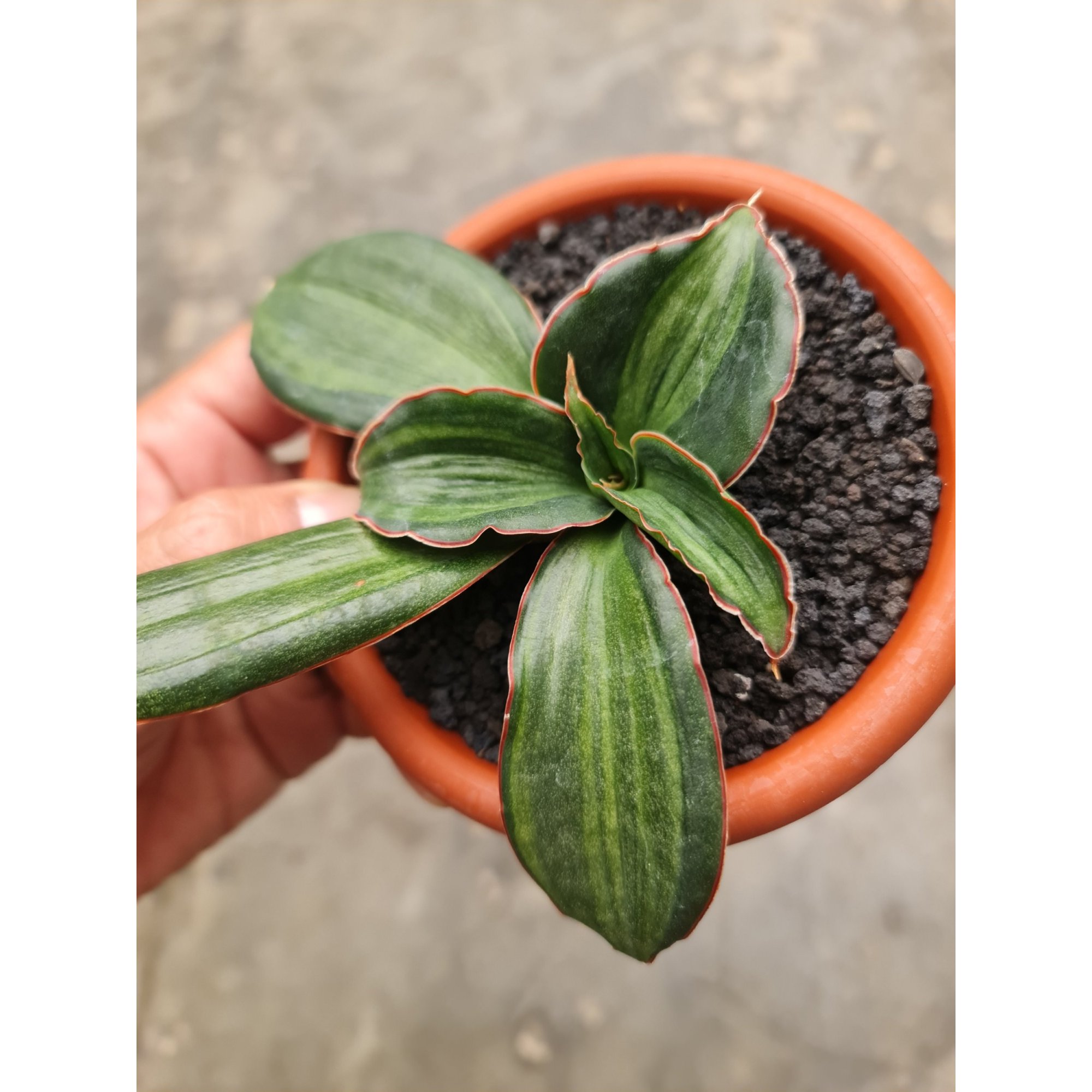 2522. Sansevieria Forskoliana Embos White