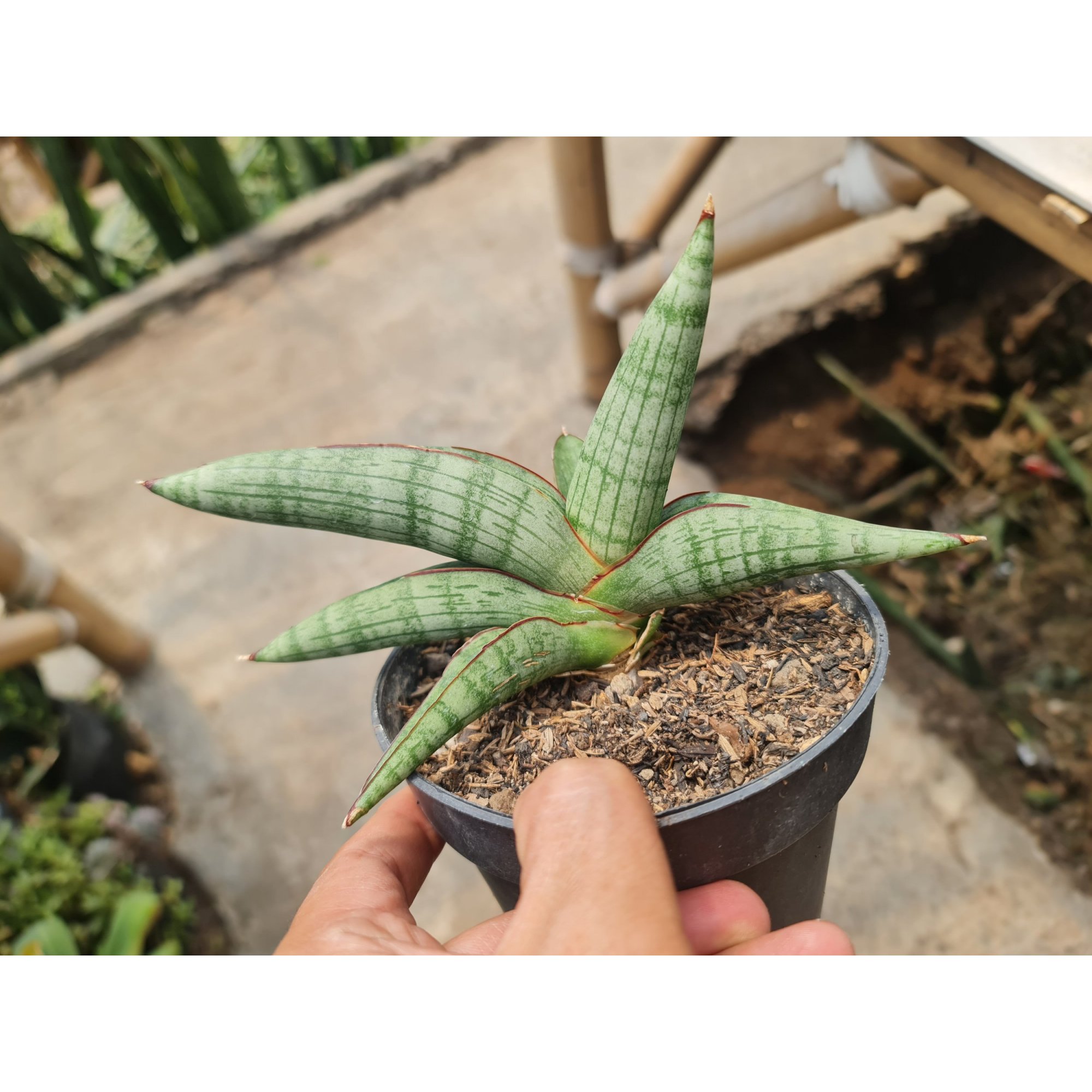 2521. Sansevieria Harpacel
