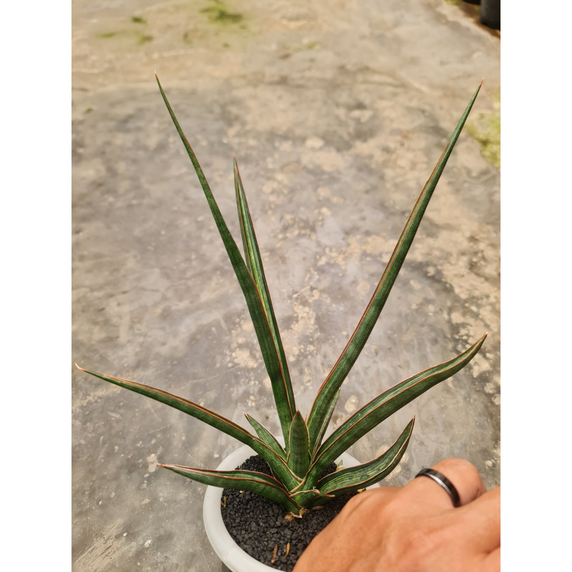 2524. Sansevieria Midnight Fountain Embos White