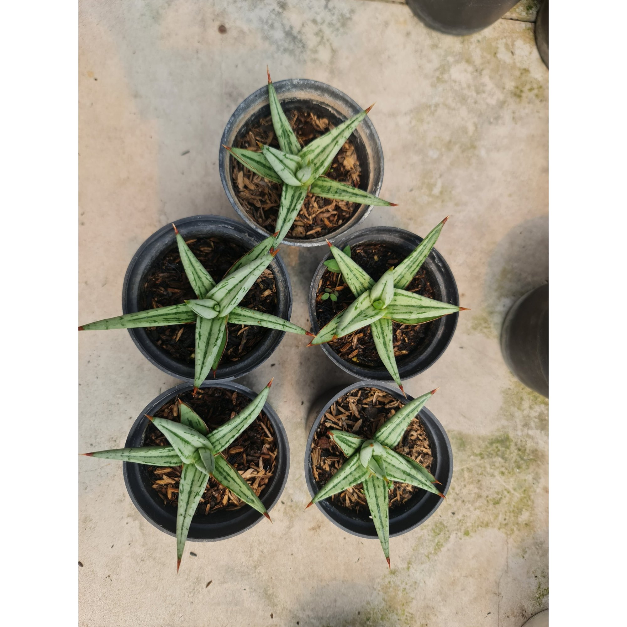 2519. Sansevieria Quentin 5pcs