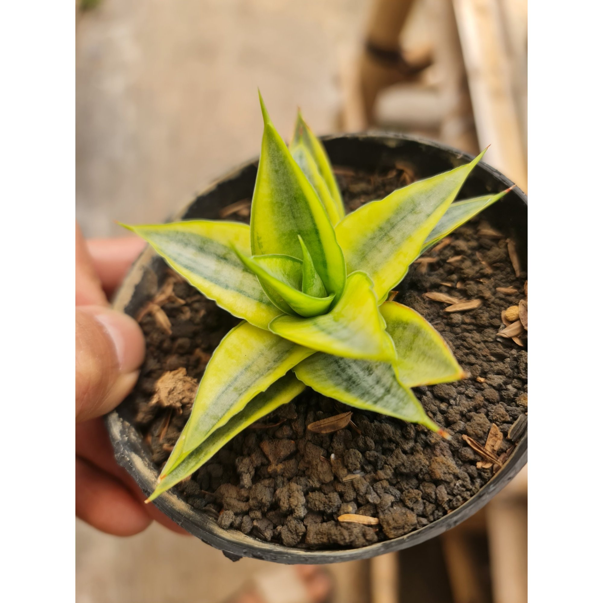 2516. Sansevieria Sweetcelery Variegated Pot 10cm