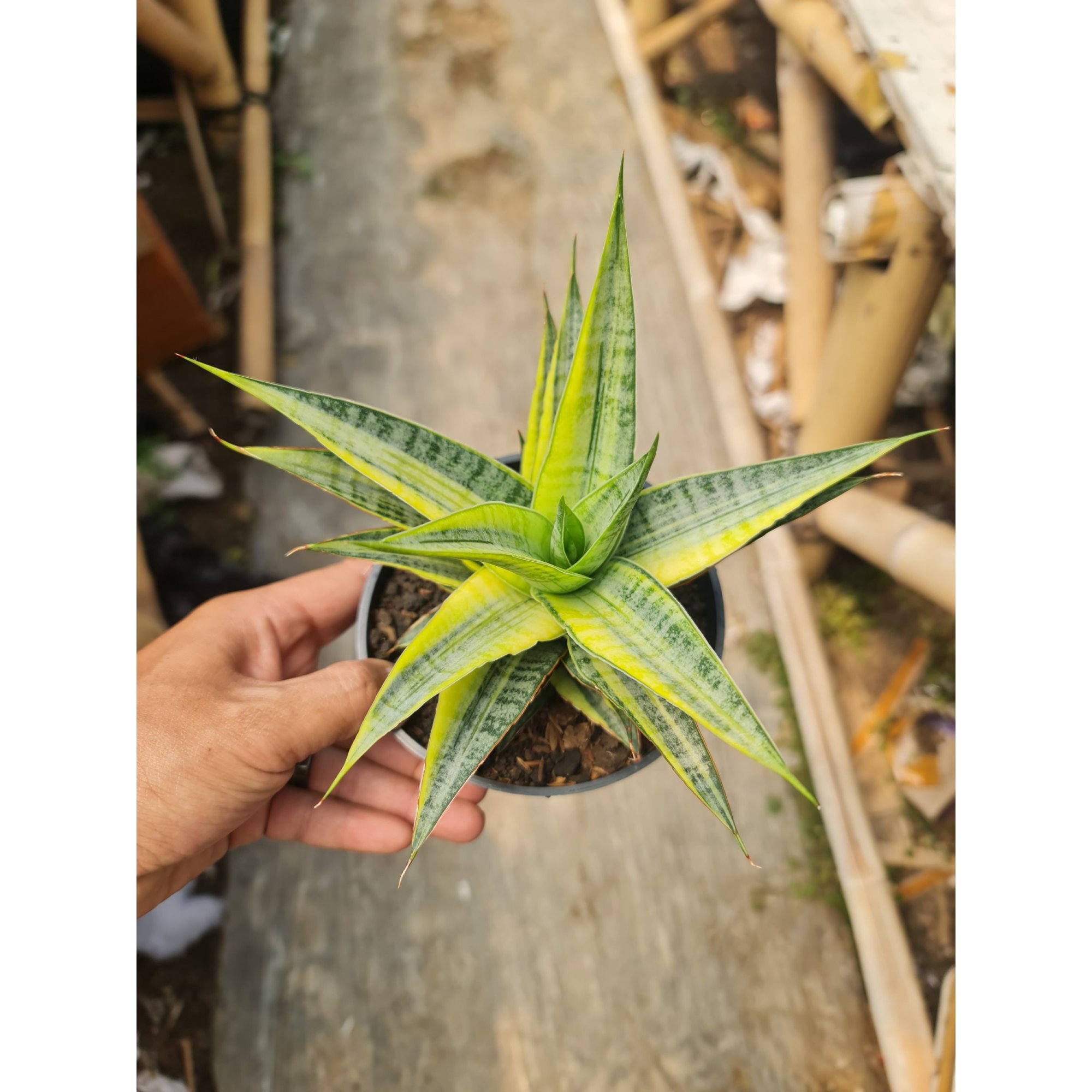 2517. Sansevieria Sweetcelery Varigated Big Size 15cm